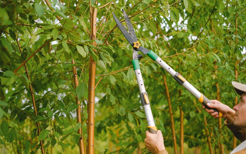 Tree trimming in Groves, TX