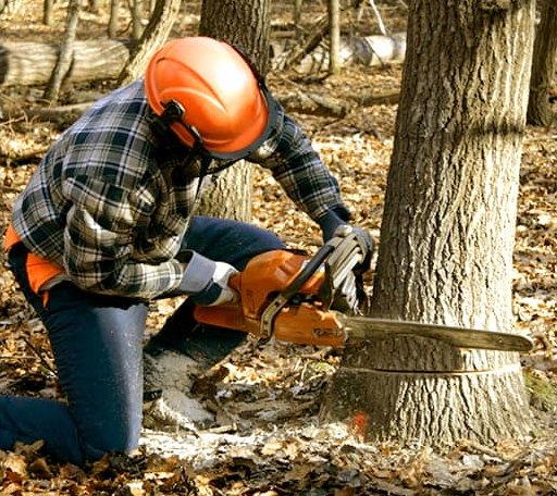 Tree Removal in Groves, TX